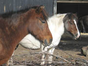 Zoologisk Have - Hestestald (nr. 31 på Zookort)
