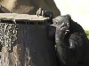 Aalborg Zoologiske Have Chimpanseanlæg