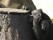 Aalborg Zoologiske Have Chimpanseanlæg