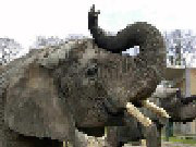 Aalborg Zoologiske Have Elefanthus