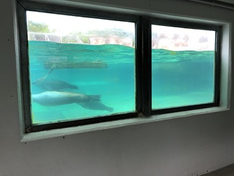 Aalborg Zoologiske Have Søløveanlæg