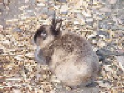 Aalborg Zoologiske Have Børnezoo