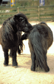 Zoologisk Have - Børnezoo
