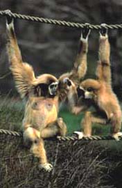 Zoologisk Have - Fuglesø