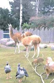 Zoologisk Have - Sydamerika