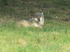 Skandinavisk Dyrepark Djursland - Ulv