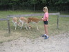 Skandinavisk Dyrepark Djursland - Dådyr, Polarræv