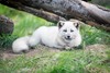 Skandinavisk Dyrepark Djursland - Dådyr, Polarræv