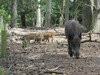 Skandinavisk Dyrepark Djursland - Vildsvin og Egern