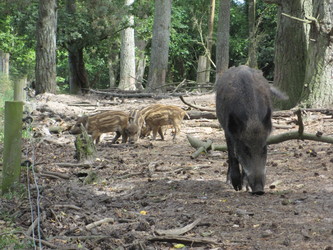 Skandinavisk Dyrepark Djursland - Vildsvin og Egern