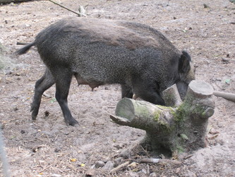 Skandinavisk Dyrepark Djursland - Vildsvin og Egern