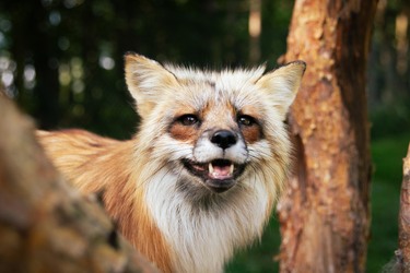 Skandinavisk Dyrepark Djursland - Krondyr