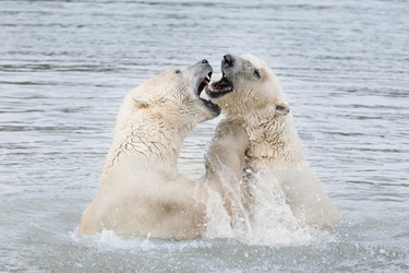 Skandinavisk Dyrepark Djursland - Isbjørn, Elg