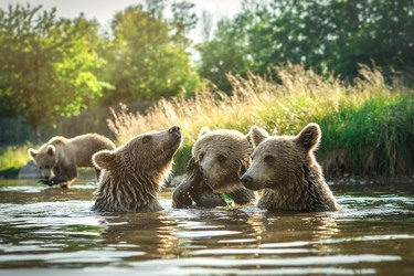 Skandinavisk Dyrepark Djursland - Bjælkehuset