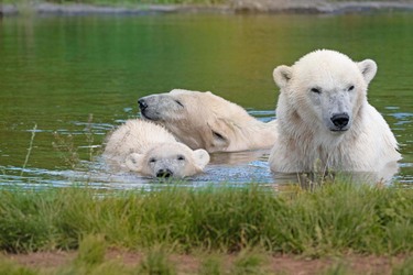 Skandinavisk Dyrepark Djursland - Oplev dyrene