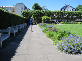 Hellerup Strandpark - Stauderhaven og Rosenhaven
