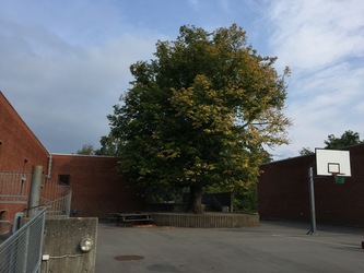 Hørsholm Skole -  3. Bygning B - Kontor / administration